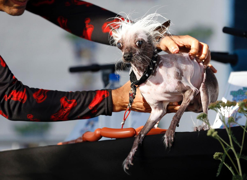Concours du chien le plus laid du monde Winner 2017 World’s Ugliest Dog