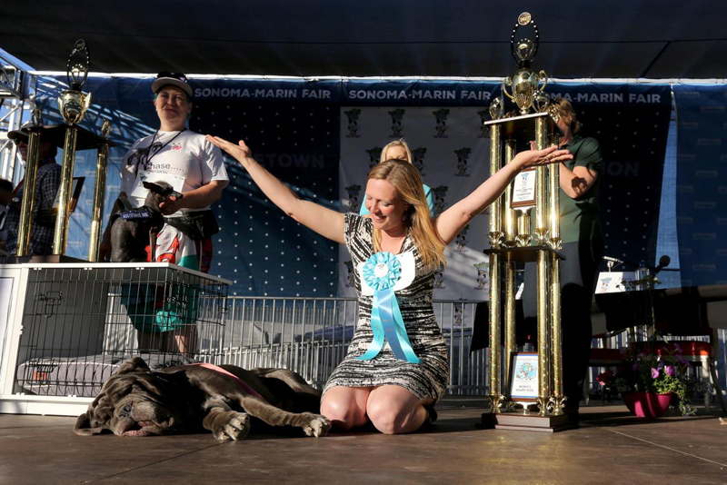 Concours du chien le plus laid du monde Winner 2017 World’s Ugliest Dog