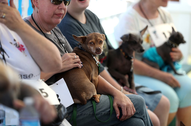 Concours du chien le plus laid du monde Winner 2017 World’s Ugliest Dog