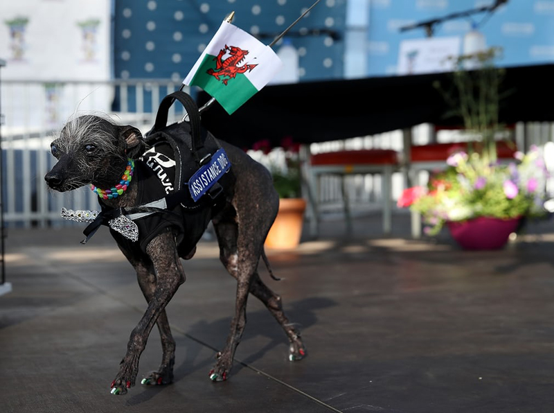 Concours du chien le plus laid du monde Winner 2017 World’s Ugliest Dog