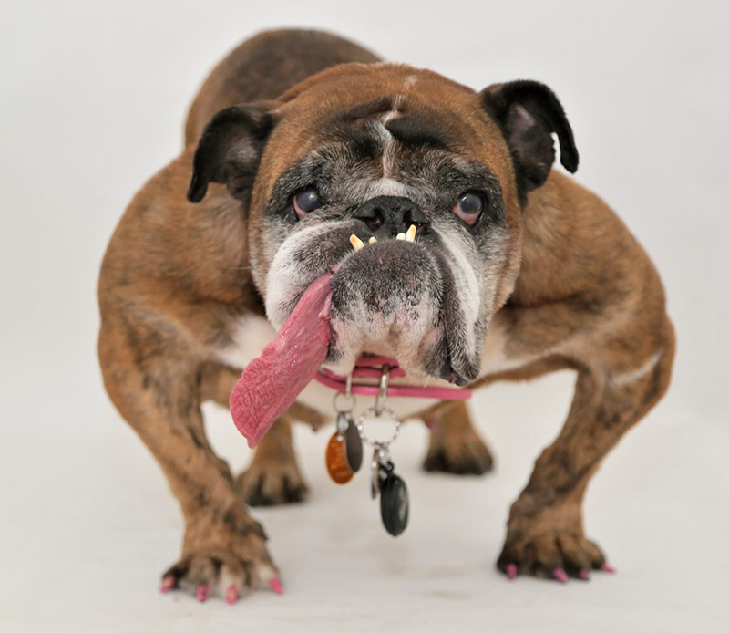 Gagnant du concours du chien le plus laid du monde 2018 Winner World’s Ugliest Dog 2018