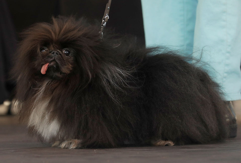 Concours du chien le plus laid du monde Winner 2018 World’s Ugliest Dog