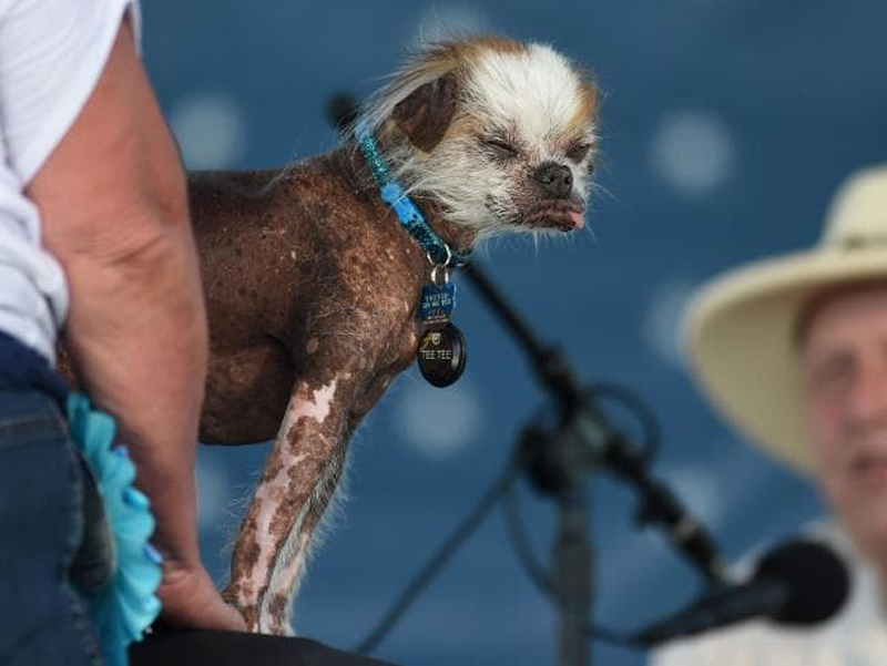 Concours du chien le plus laid du monde Winner 2018 World’s Ugliest Dog