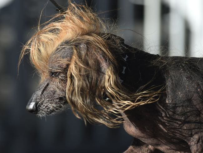 Concours du chien le plus laid du monde Winner 2018 World’s Ugliest Dog