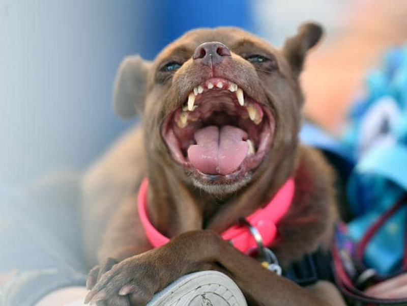 Concours du chien le plus laid du monde Winner 2018 World’s Ugliest Dog