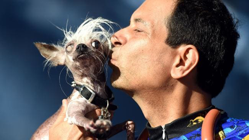 Concours du chien le plus laid du monde Winner 2018 World’s Ugliest Dog