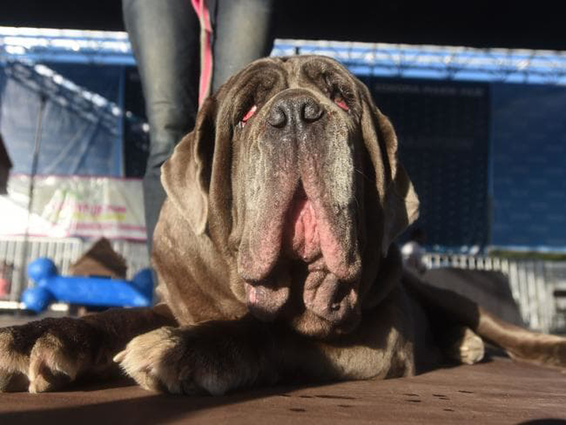 Concours du chien le plus laid du monde Winner 2018 World’s Ugliest Dog