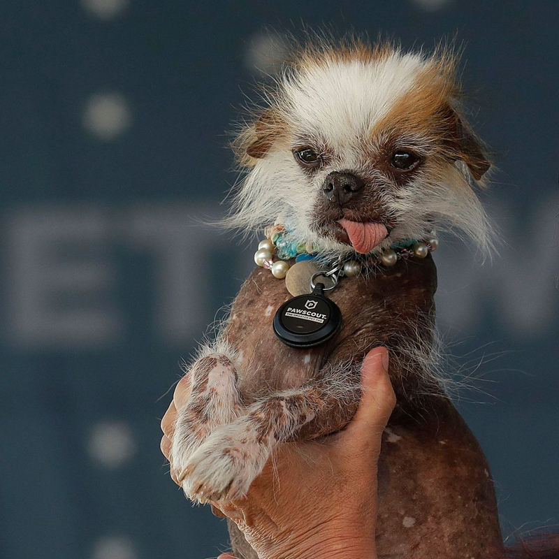 Concours du chien le plus laid du monde Winner 2018 World’s Ugliest Dog