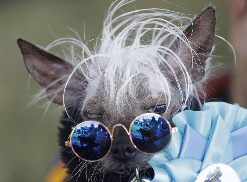 Concours du chien le plus laid du monde Winner 2018 World’s Ugliest Dog