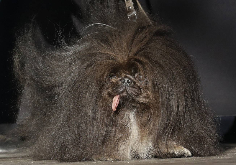 Concours du chien le plus laid du monde Winner 2018 World’s Ugliest Dog