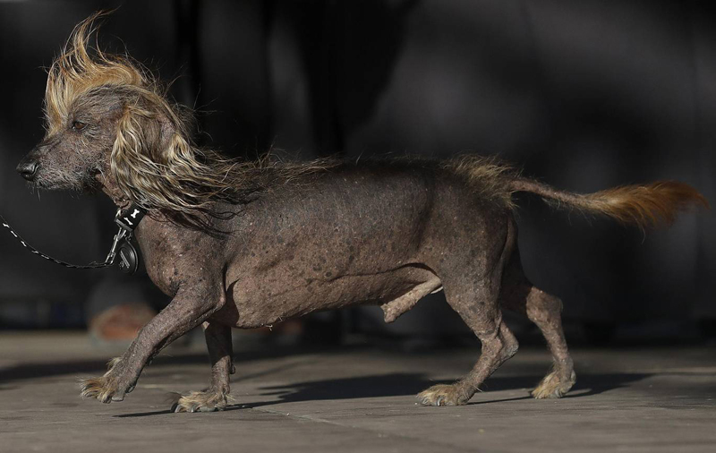 Concours du chien le plus laid du monde Winner 2018 World’s Ugliest Dog