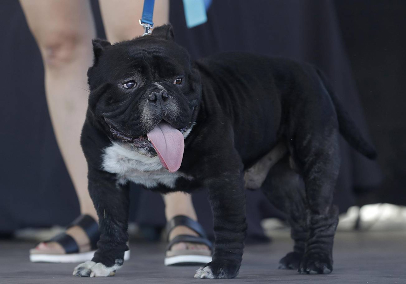 Concours du chien le plus laid du monde Winner 2018 World’s Ugliest Dog