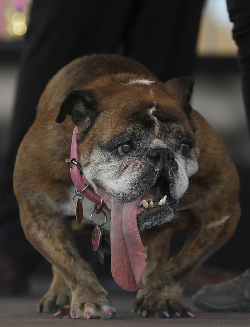 Concours du chien le plus laid du monde Winner 2018 World’s Ugliest Dog