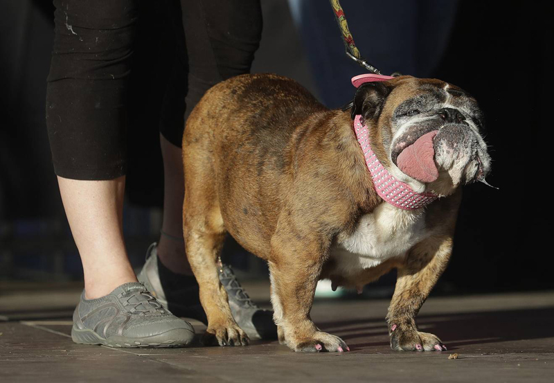 Concours du chien le plus laid du monde Winner 2018 World’s Ugliest Dog