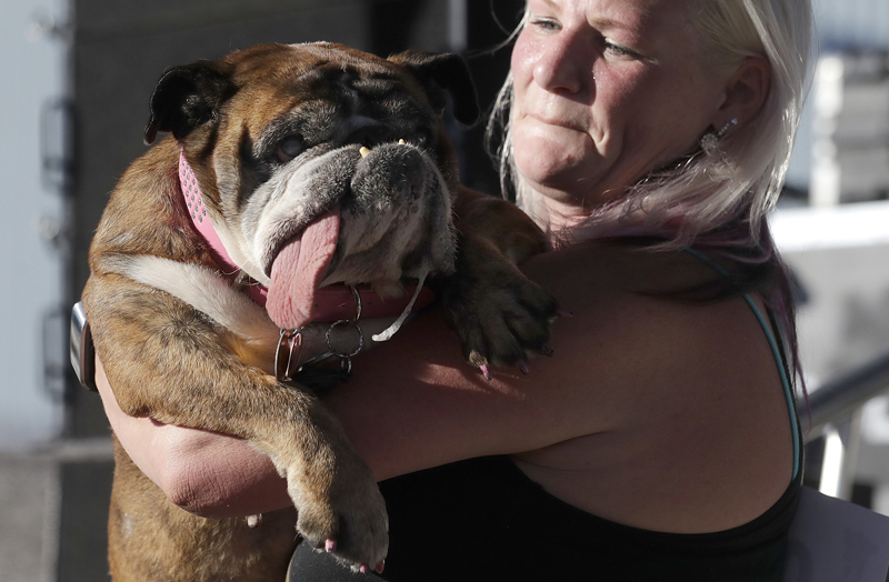 Concours du chien le plus laid du monde Winner 2018 World’s Ugliest Dog