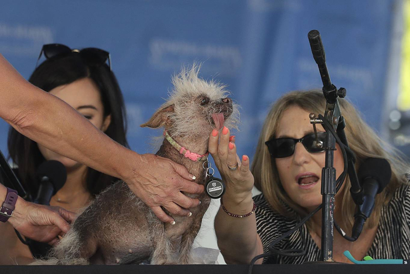 Concours du chien le plus laid du monde Winner 2018 World’s Ugliest Dog