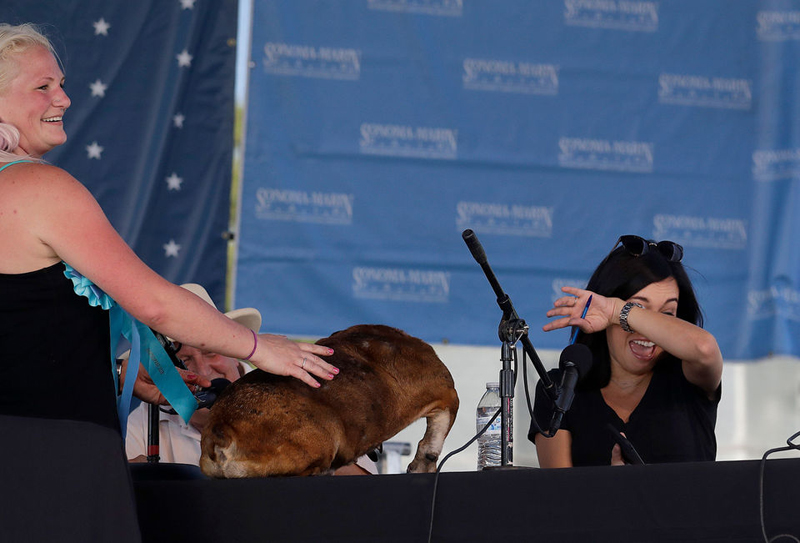 Concours du chien le plus laid du monde Winner 2018 World’s Ugliest Dog