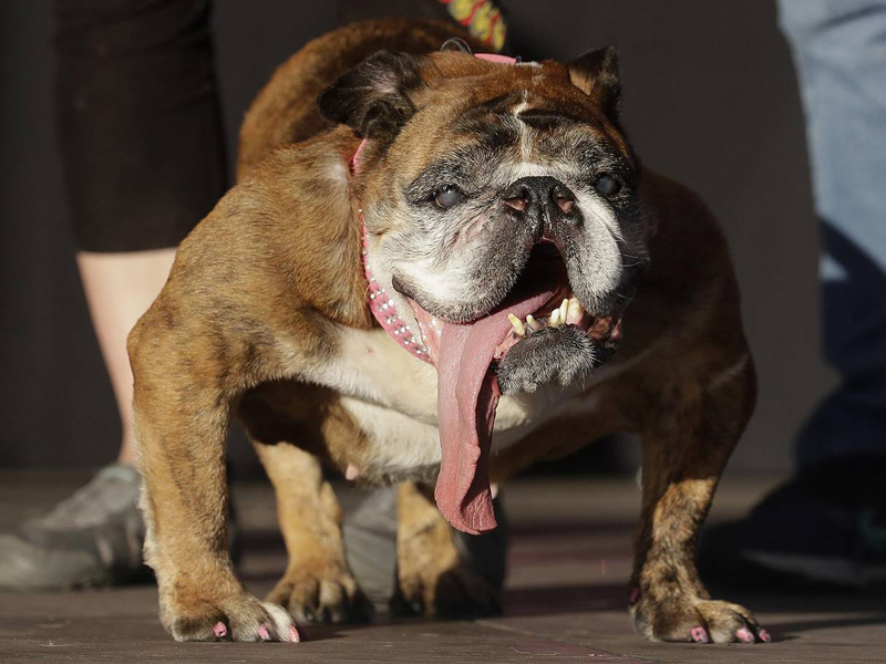 Concours du chien le plus laid du monde Winner 2018 World’s Ugliest Dog