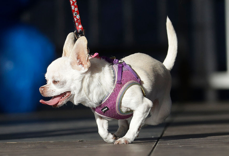 Concours du chien le plus laid du monde Winner 2018 World’s Ugliest Dog