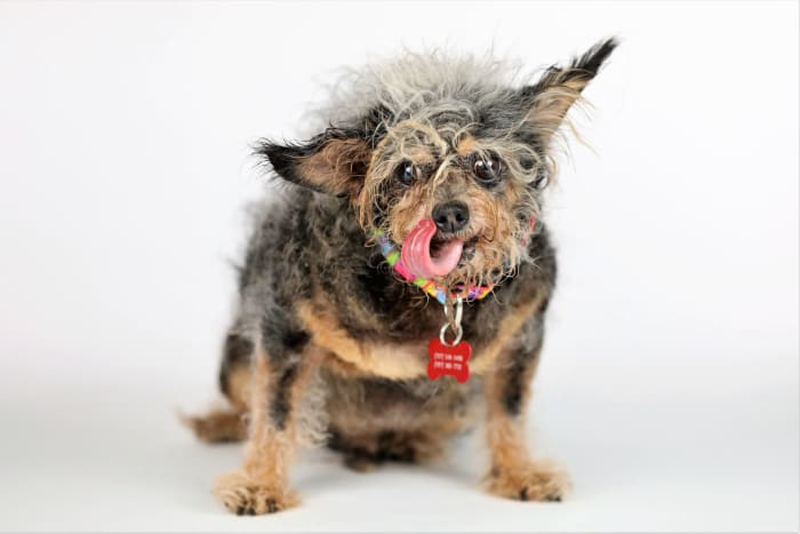 Gagnant du concours du chien le plus laid du monde 2019 Winner World’s Ugliest Dog 2019