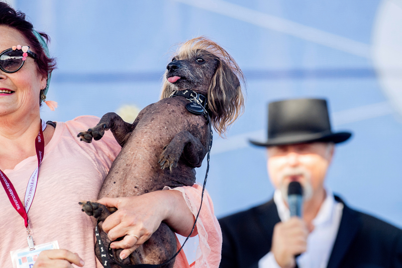 Concours du chien le plus laid du monde 2019 World’s Ugliest Dog 2019