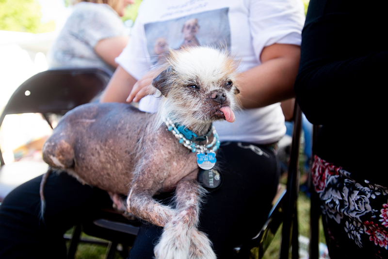 Concours du chien le plus laid du monde 2019 World’s Ugliest Dog 2019