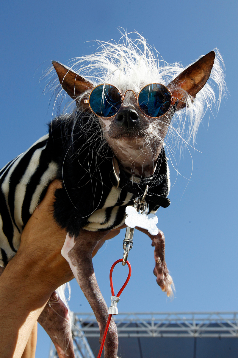 Concours du chien le plus laid du monde 2019 World’s Ugliest Dog 2019