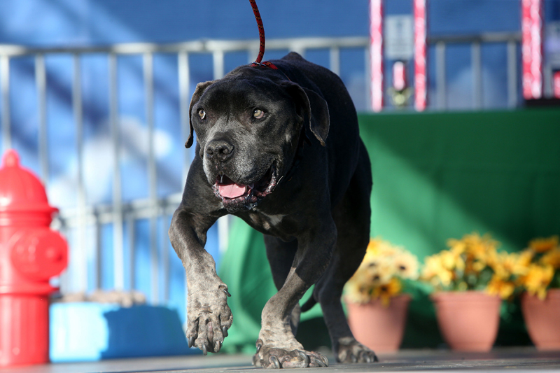 Concours du chien le plus laid du monde 2019 World’s Ugliest Dog 2019