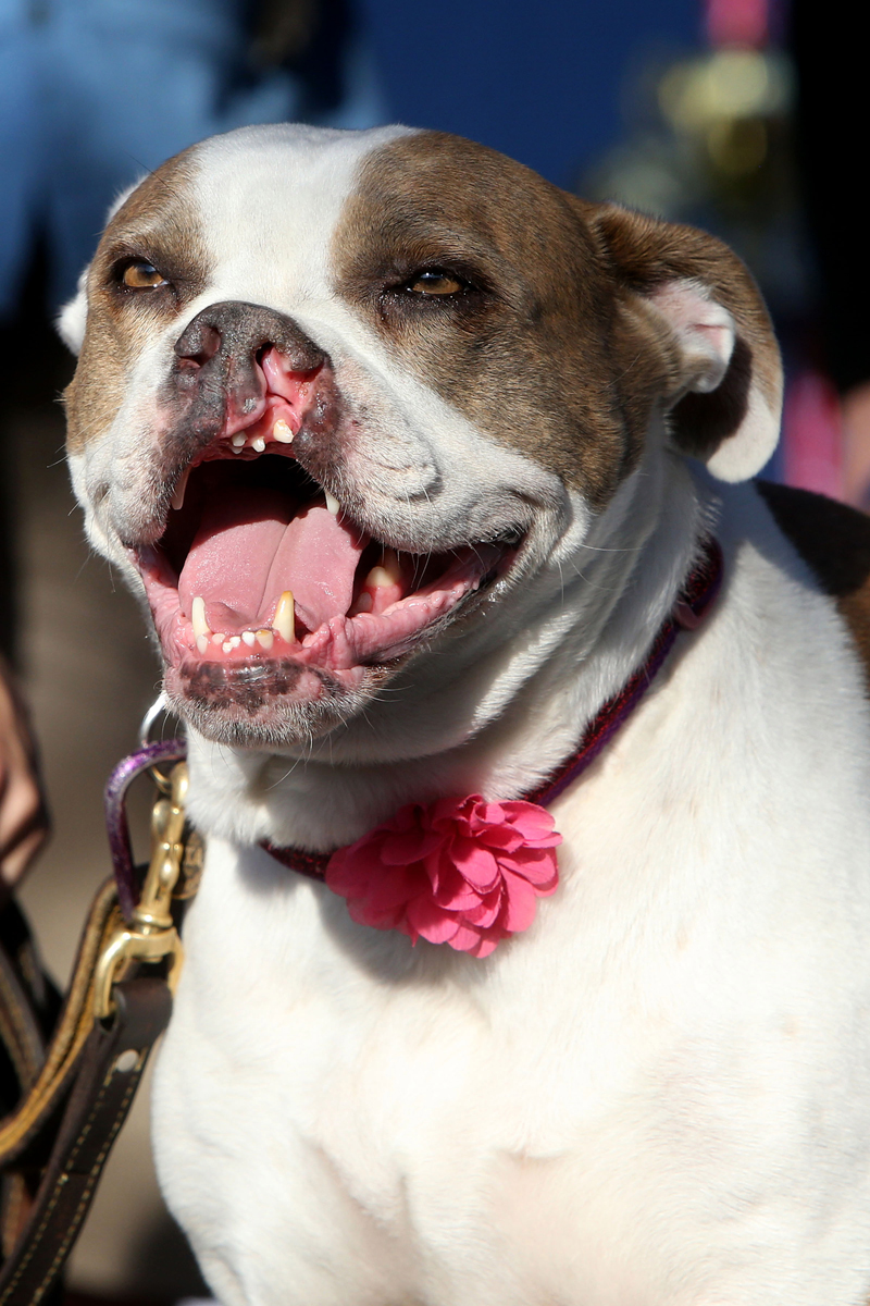 Concours De Chiens Laids Blog Du Blog De Jeremie Baldocchi