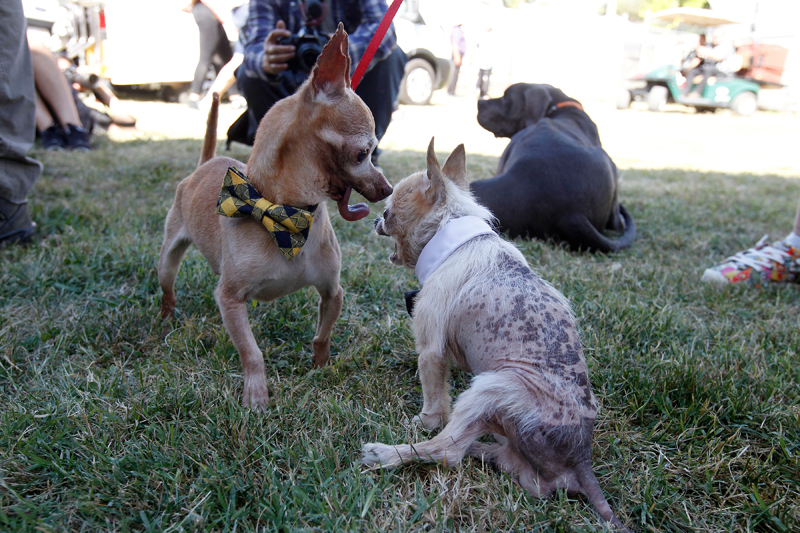 Concours du chien le plus laid du monde 2019 World’s Ugliest Dog 2019