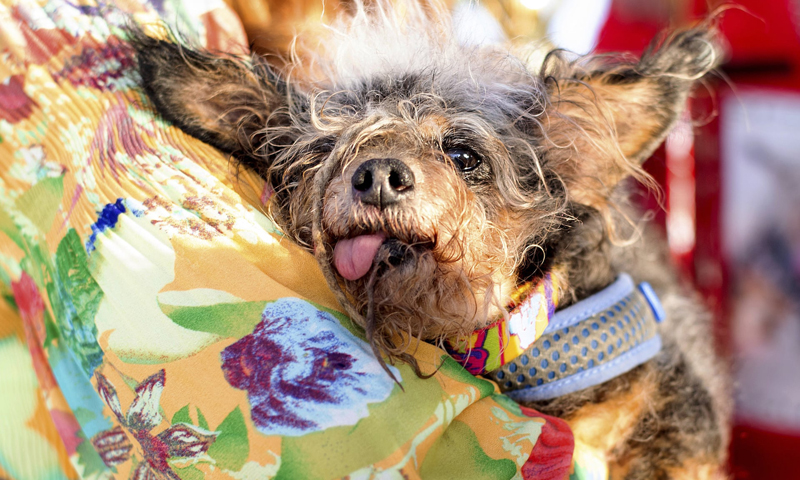 Concours du chien le plus laid du monde 2019 World’s Ugliest Dog 2019