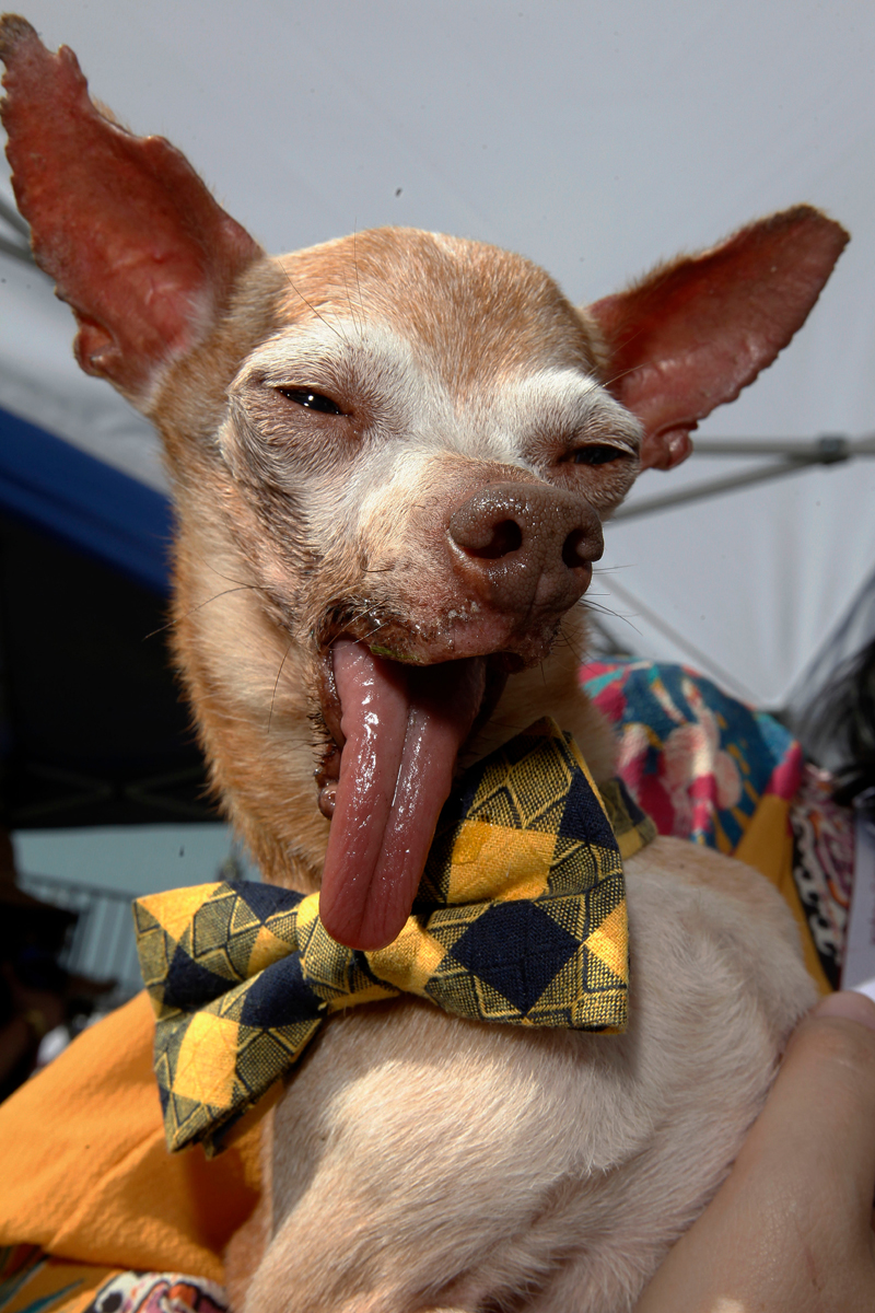 Concours du chien le plus laid du monde 2019 World’s Ugliest Dog 2019