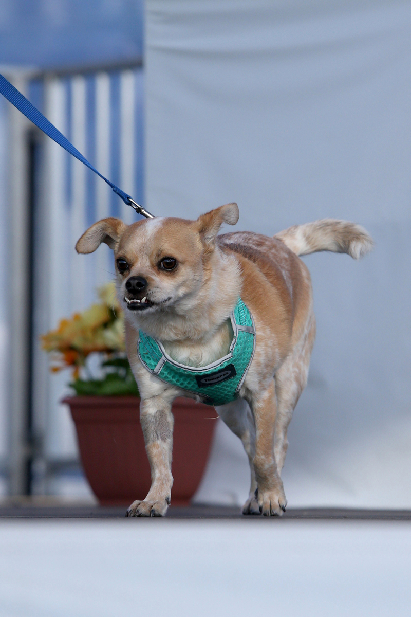 Concours du chien le plus laid du monde 2019 World’s Ugliest Dog 2019