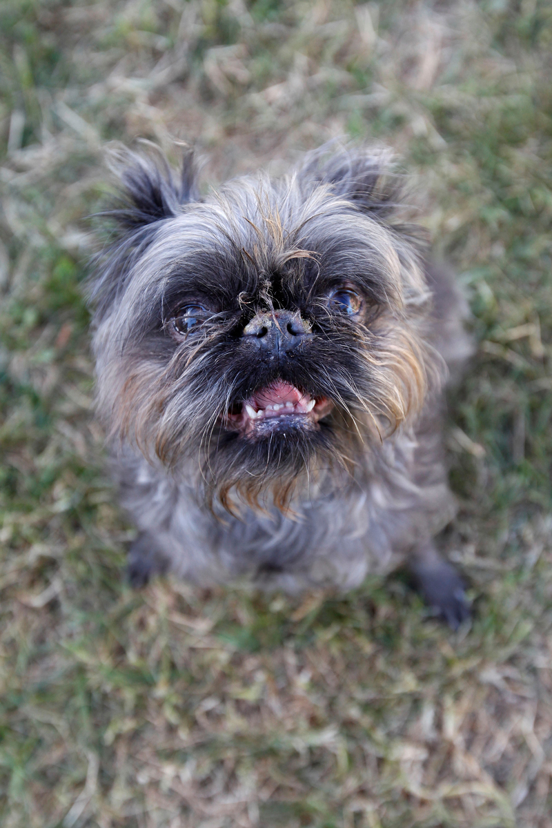 Concours du chien le plus laid du monde 2019 World’s Ugliest Dog 2019