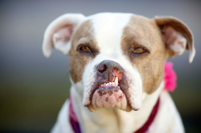 Concours du chien le plus laid du monde 2019 World’s Ugliest Dog 2019