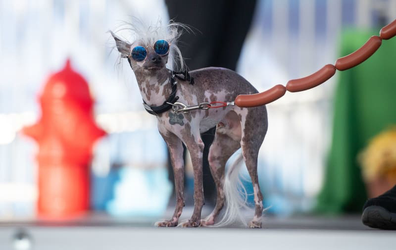 Concours du chien le plus laid du monde 2019 World’s Ugliest Dog 2019