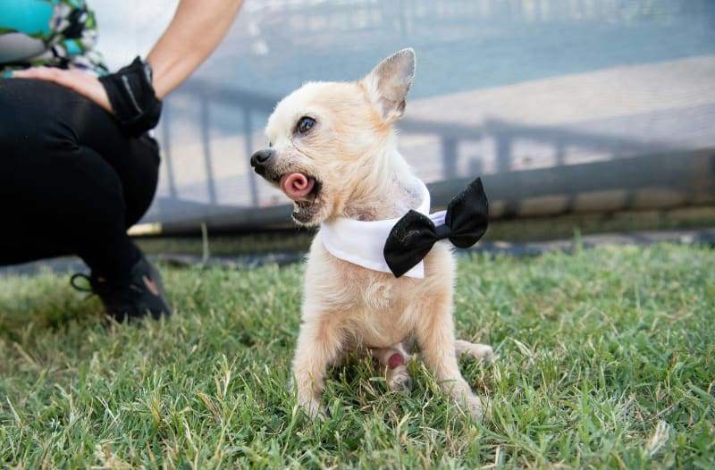 Concours du chien le plus laid du monde 2019 World’s Ugliest Dog 2019