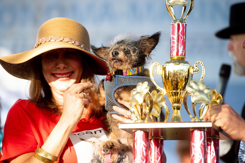 Concours du chien le plus laid du monde 2019 World’s Ugliest Dog 2019