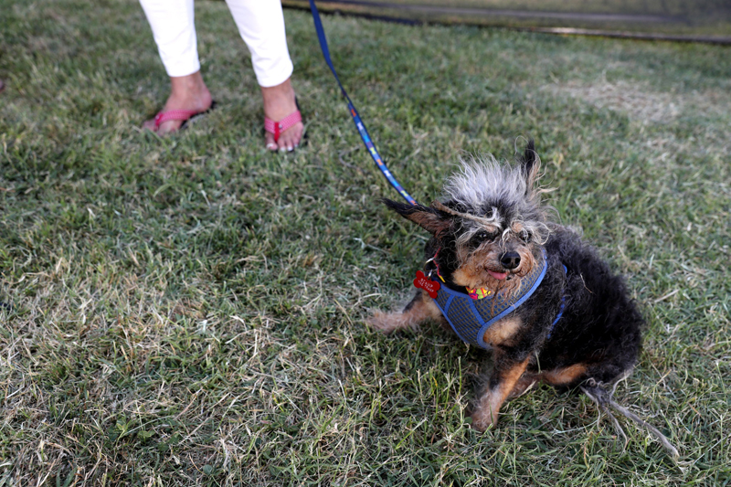 Concours du chien le plus laid du monde 2019 World’s Ugliest Dog 2019