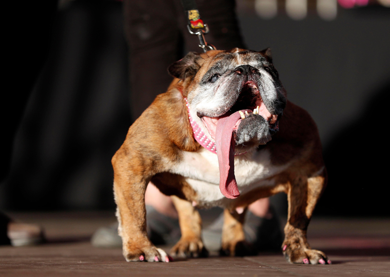 Concours du chien le plus laid du monde 2019 World’s Ugliest Dog 2019