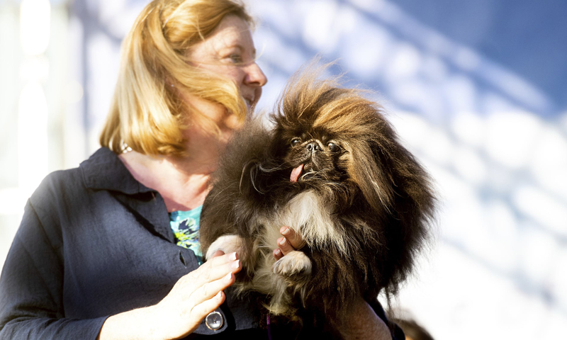 Concours du chien le plus laid du monde 2019 World’s Ugliest Dog 2019