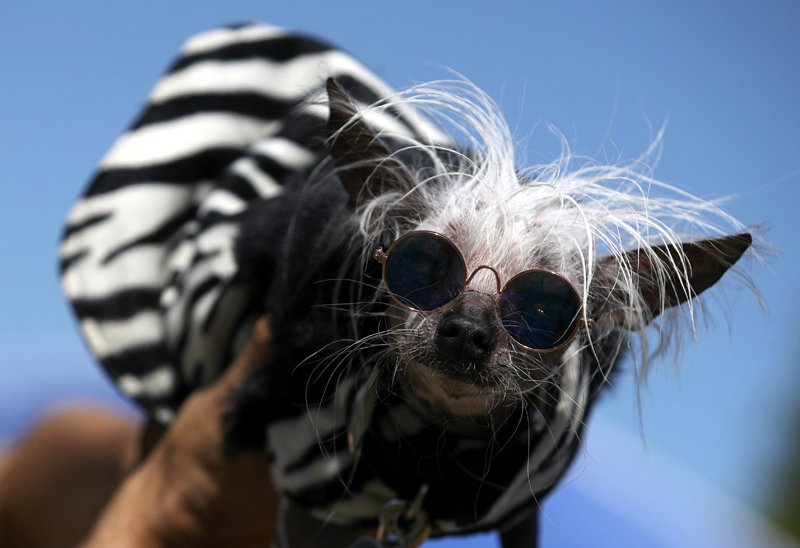 Concours du chien le plus laid du monde 2019 World’s Ugliest Dog 2019