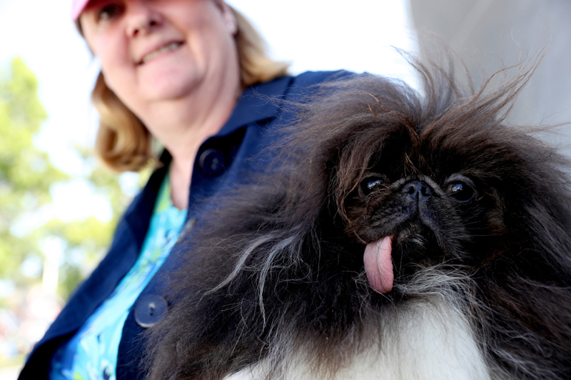 Concours du chien le plus laid du monde 2019 World’s Ugliest Dog 2019