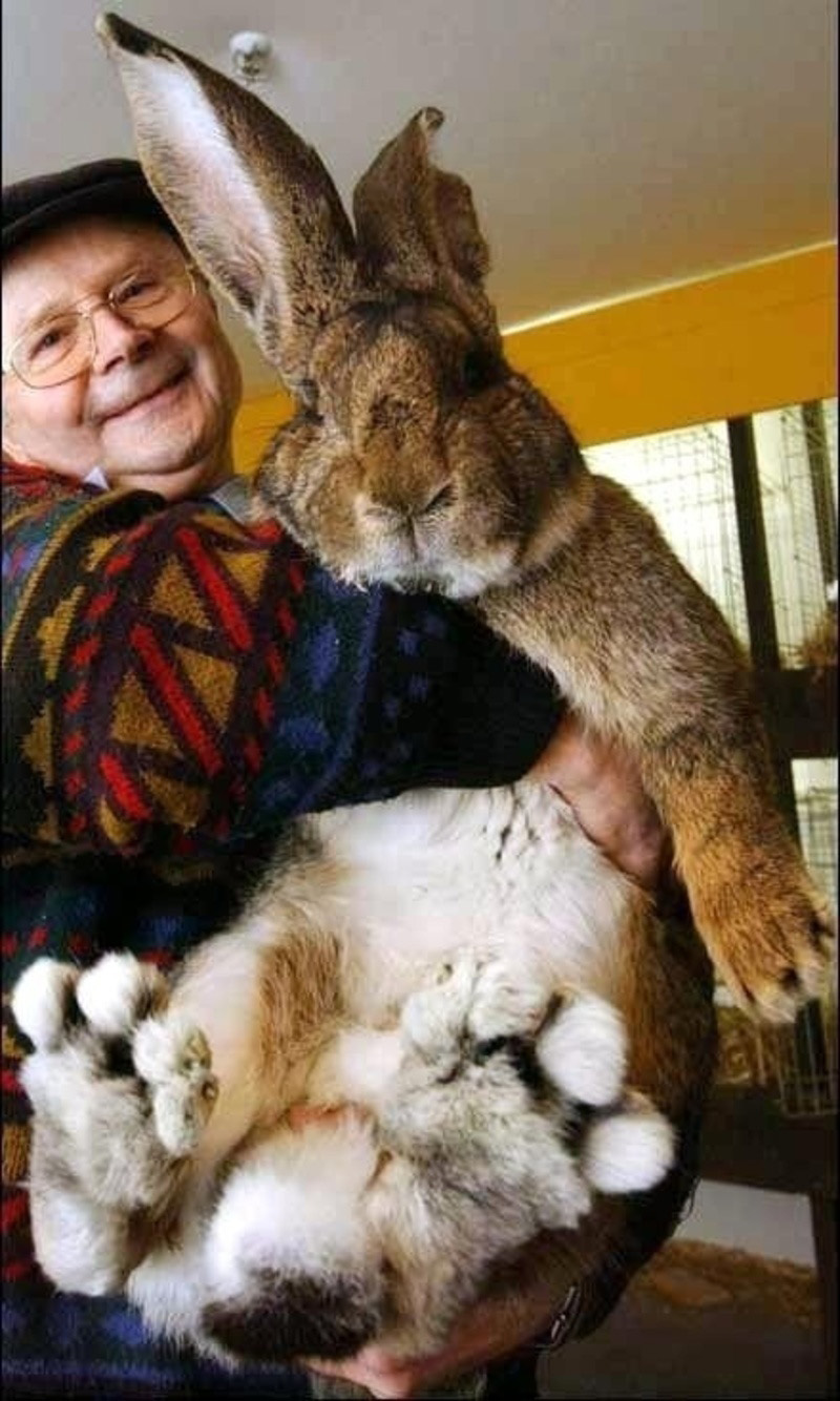 Gros lapin