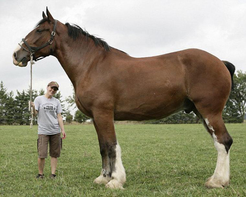 Gros cheval