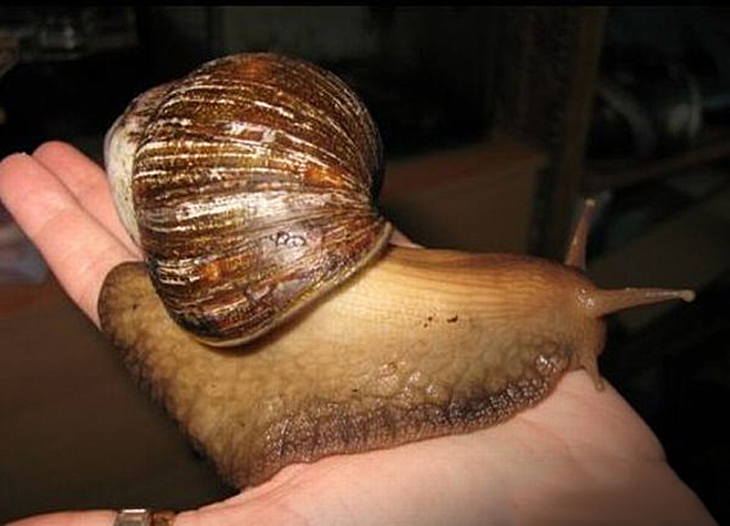 Gros escargot