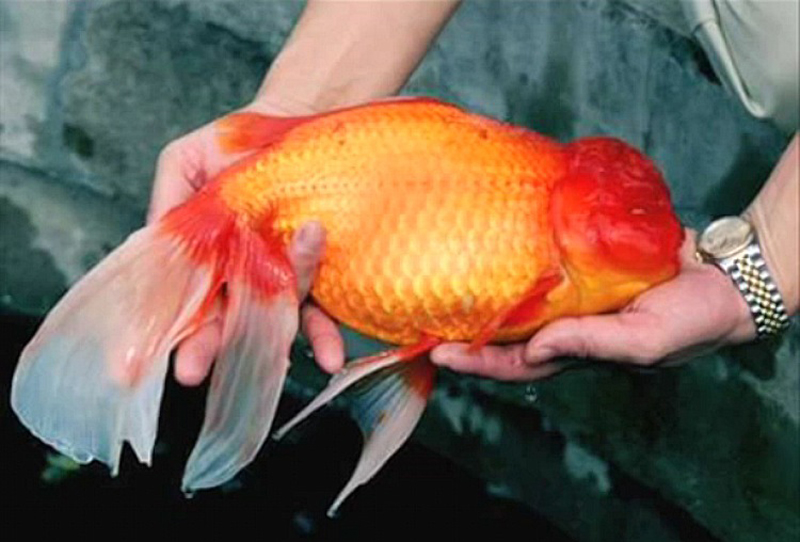 Gros poisson rouge