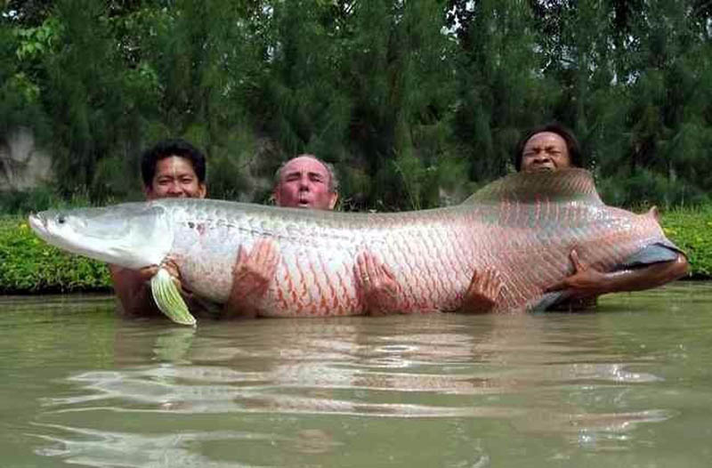 Gros poisson