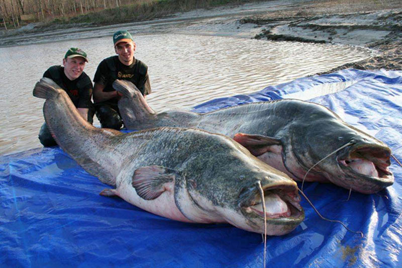 Gros poisson