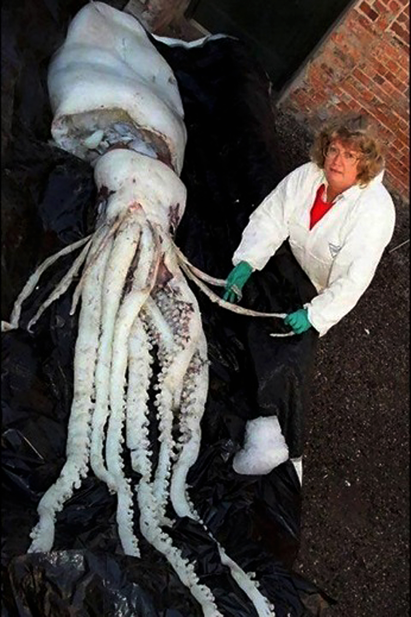 Gros calamar grosse sèche calamar géant